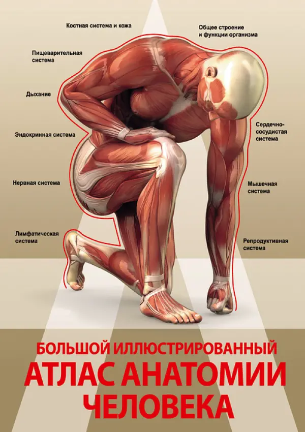 Атлас анатомии человека